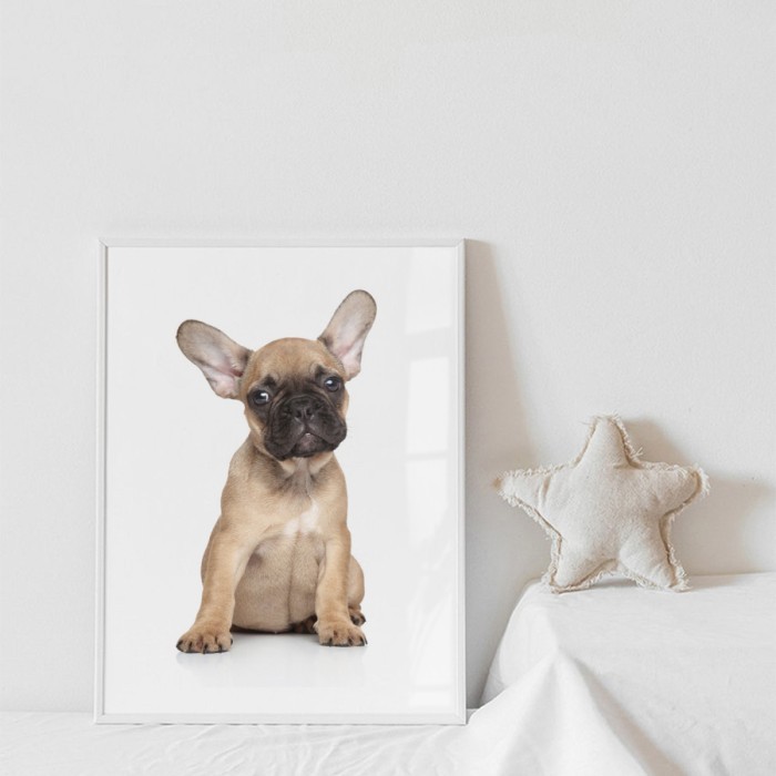Αφίσα Poster French bulldog με κορνίζα