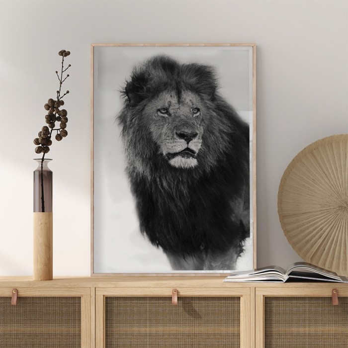 Αφίσα-Poster Λιοντάρι, ο βασιλιάς της ζούγκλας με κορνίζα 
