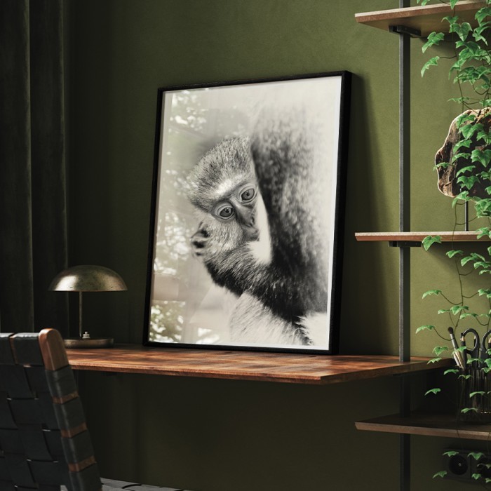 Αφίσα-Poster Μαϊμού με κορνίζα 