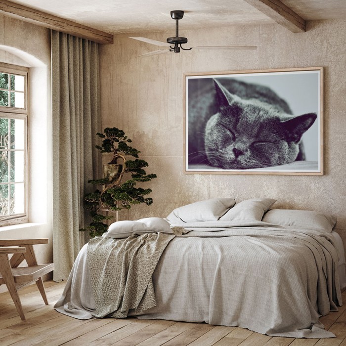 Αφίσα-Poster Γάτα που κοιμάται με κορνίζα 
