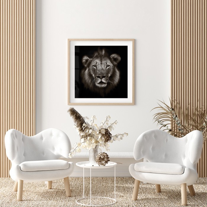 Αφίσα-Poster Lion photography με κορνίζα 