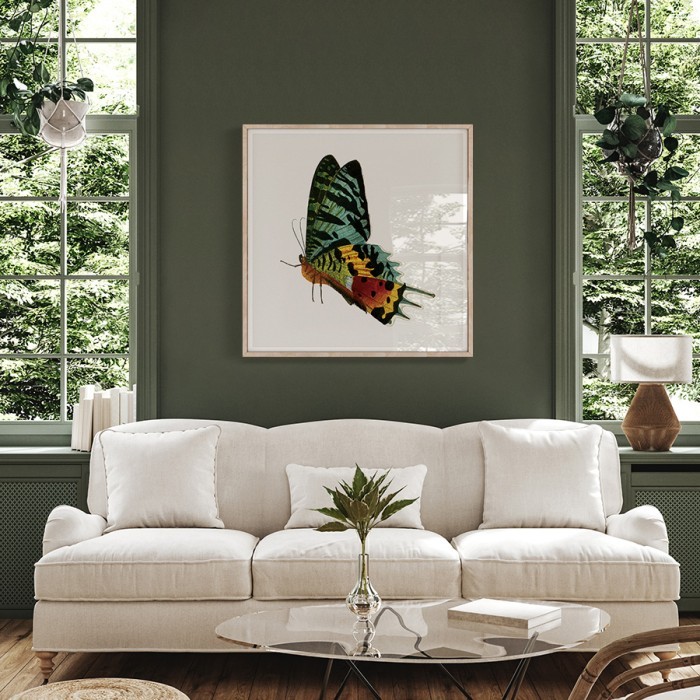 Poster Πολύχρωμη πεταλούδα για σαλόνι
