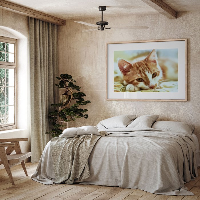 Αφίσα Poster Χαριτωμένη γάτα για δωμάτιο
