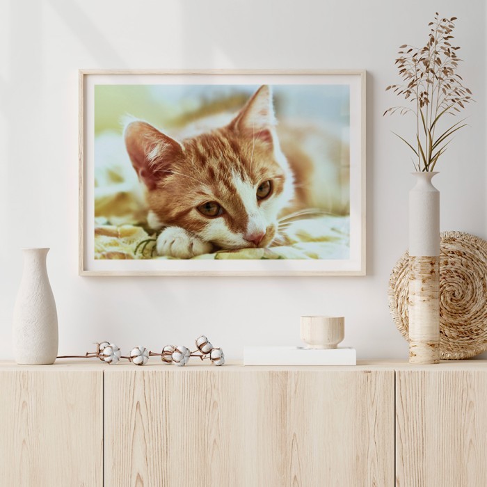 Αφίσα Poster Χαριτωμένη γάτα με κορνίζα