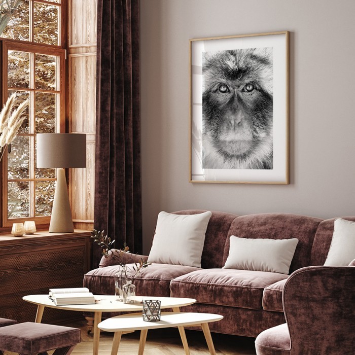 Αφίσα Poster Ασπρόμαυρη μαϊμού για σαλόνι