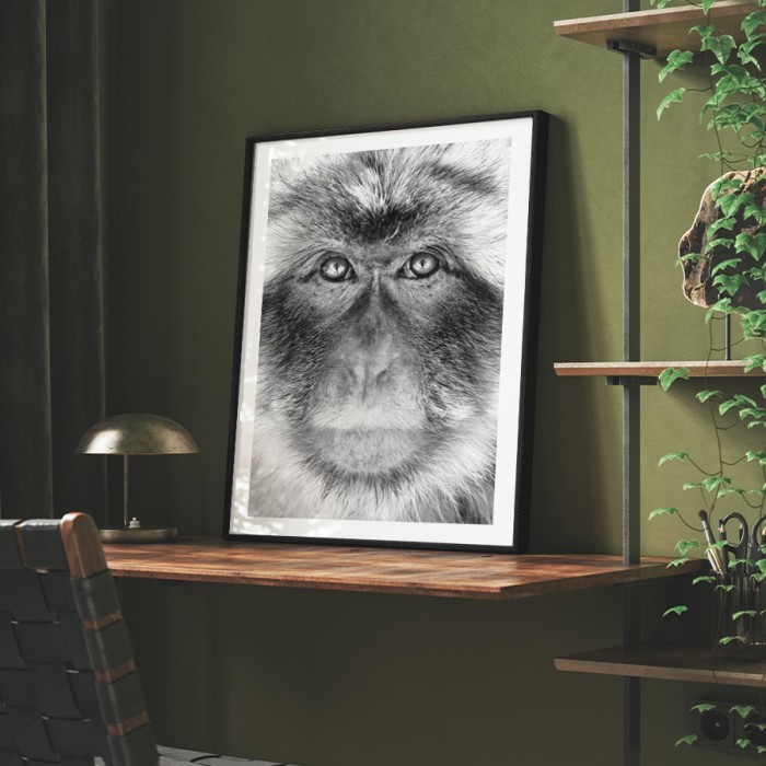 Αφίσα Poster Ασπρόμαυρη μαϊμού με κορνίζα