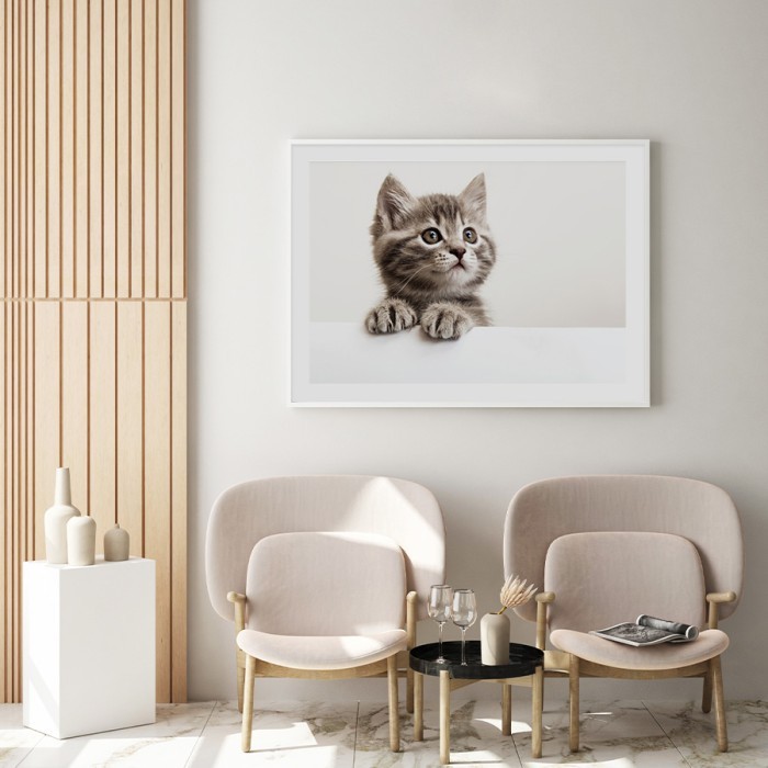 Αφίσα Poster Χαριτωμένο γατάκι με κορνίζα 