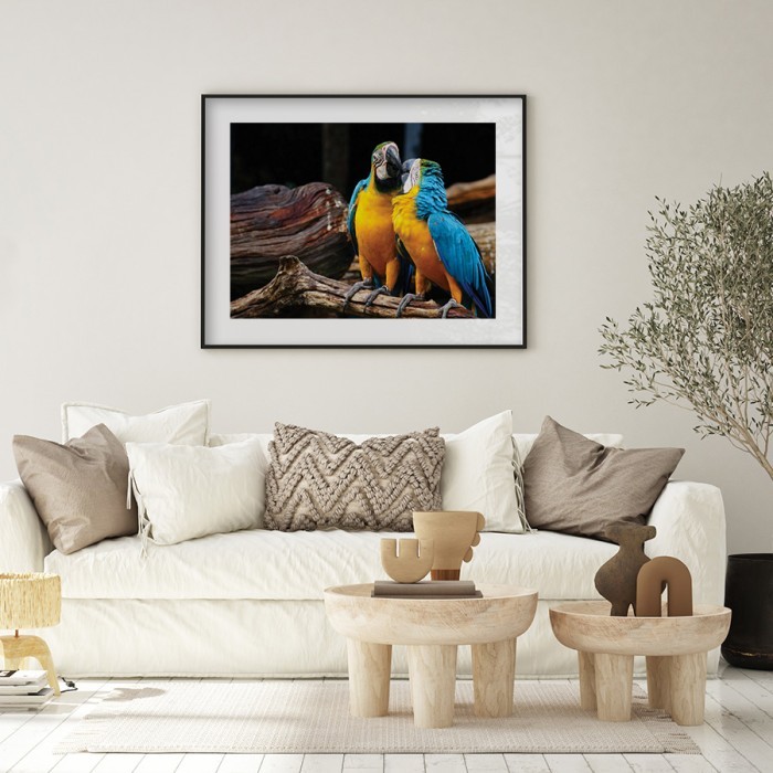 Αφίσα Poster Εξωτικοί παπαγάλοι για σαλόνι