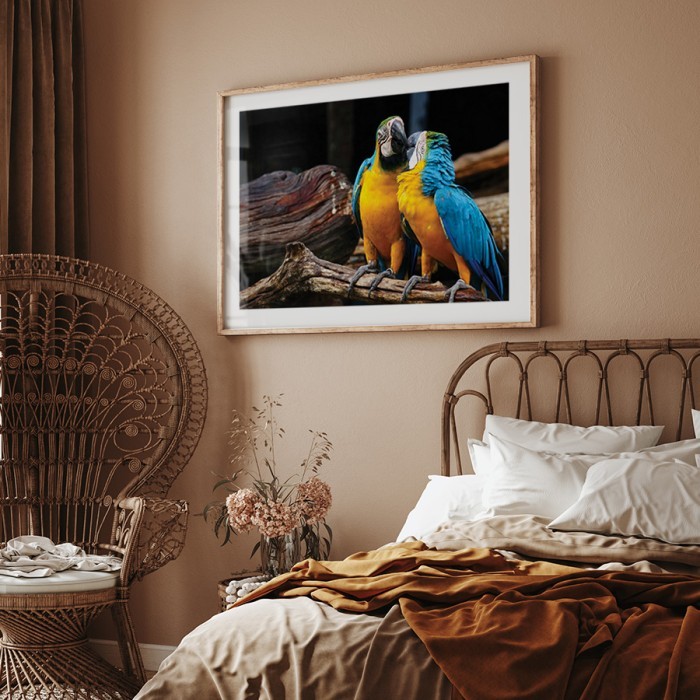 Αφίσα Poster Εξωτικοί παπαγάλοι με κορνίζα