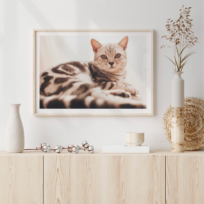 Αφίσα Poster Κοντότριχη γάτα με κορνίζα