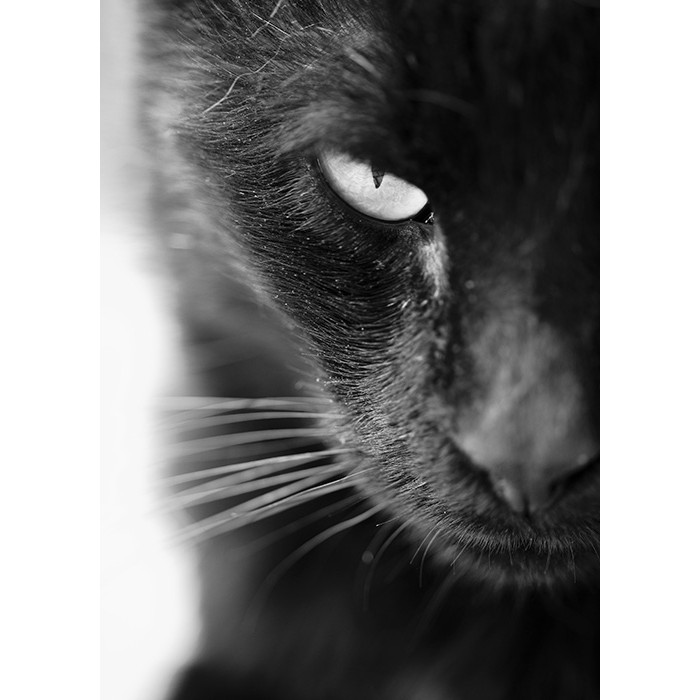 Πίνακας Etalbond Black n' White - Cat