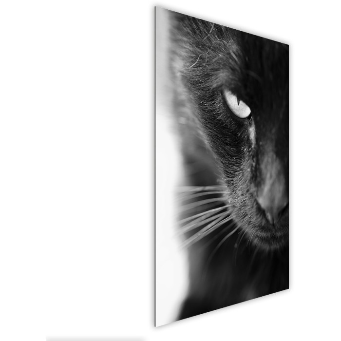 Πίνακας Etalbond Black n' White Πλάι - Cat Πίνακας Etalbond Black n' White Πλάι - Cat
