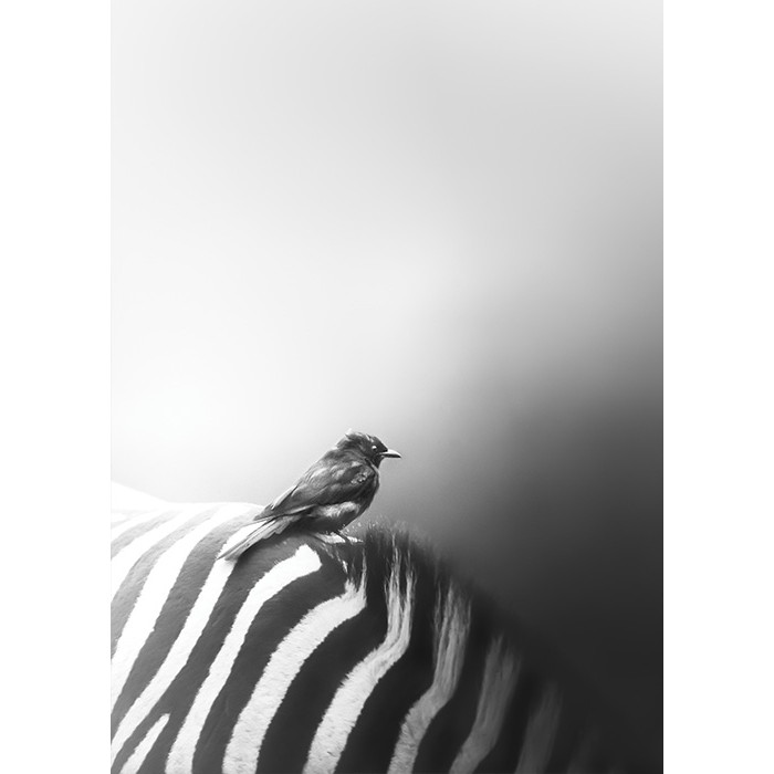 Πίνακας Etalbond Black n' White - Bird On Zebra