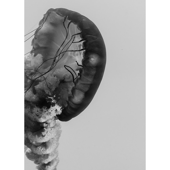 Πίνακας Etalbond Black n' White - Jellyfish Πίνακας Etalbond Black n' White - Jellyfish