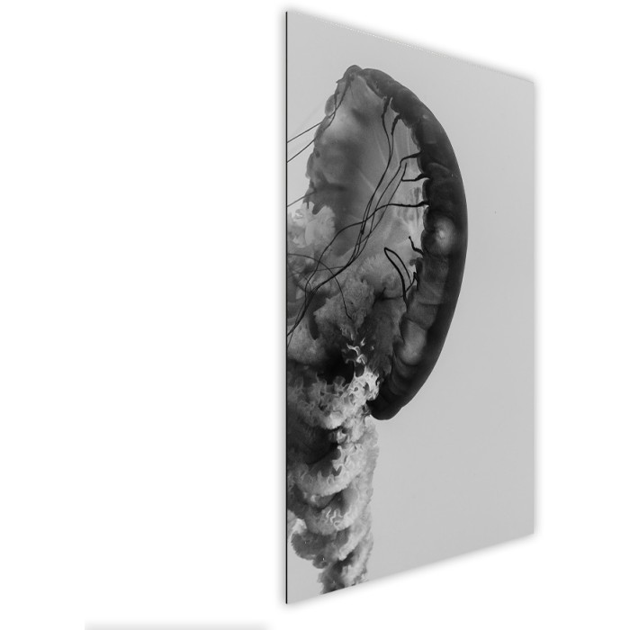 Πίνακας Etalbond Black n' White Πλάι - Jellyfish Πίνακας Etalbond Black n' White Πλάι - Jellyfish