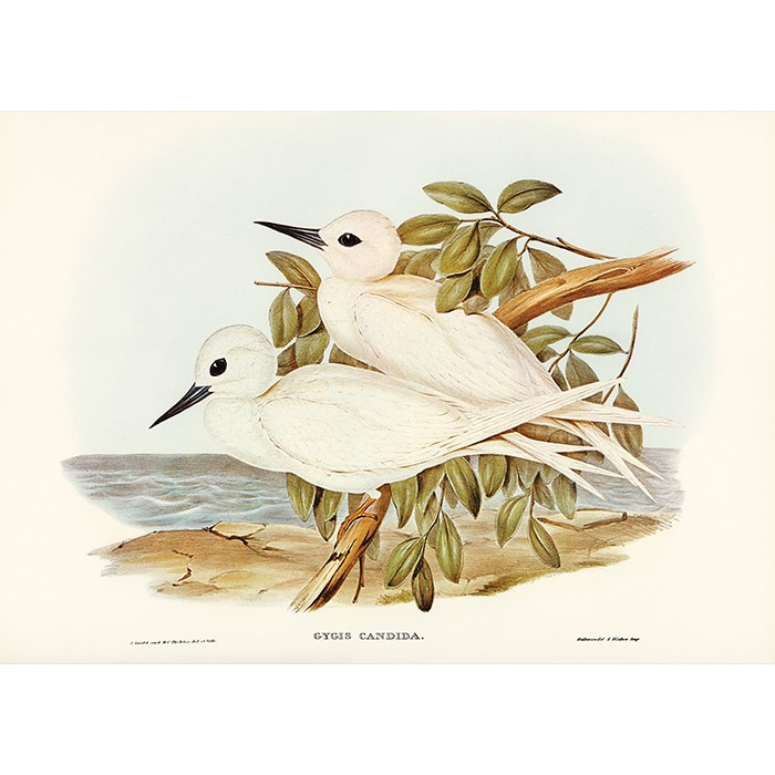 Πίνακας Κόντρα Πλακέ Vintage - White Birds