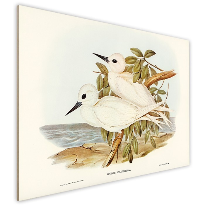 Πίνακας Κόντρα Πλακέ Vintage πλάι - White Birds