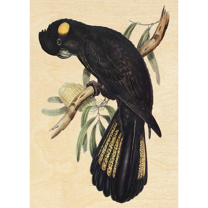 Πίνακας Κόντρα Πλακέ Vintage - Black Parrot Πίνακας Κόντρα Πλακέ Vintage - Black Parrot