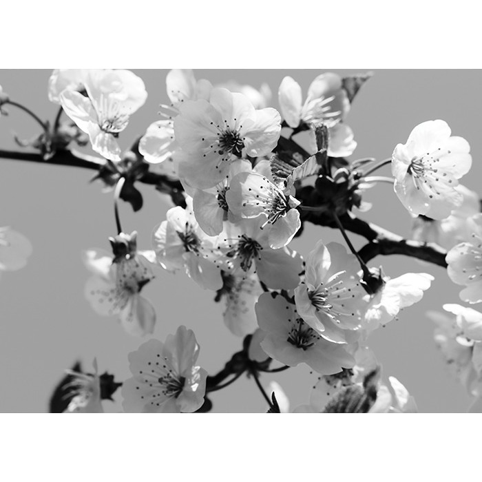Πίνακας Κόντρα Πλακέ Black n' White - Almond Blossoms