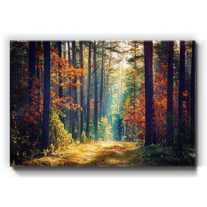 Πίνακας σε καμβά με ακτίνα φωτός σε δάσος