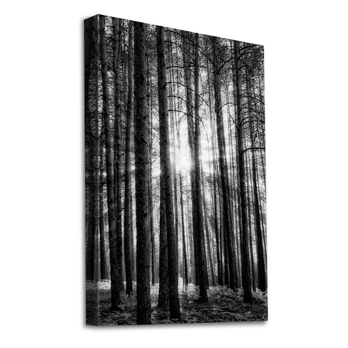 Πίνακας σε καμβά με τελάρο – Δάσος με ψηλά δέντρα