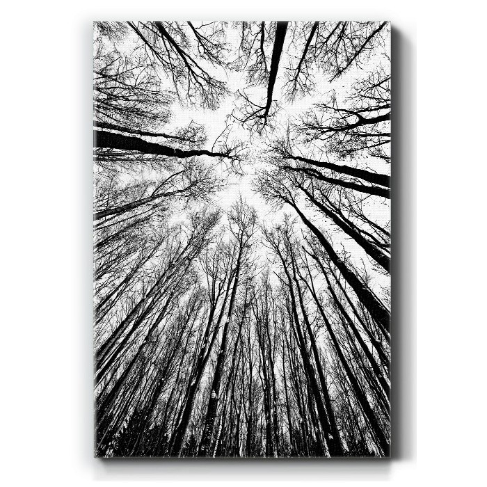 Πίνακας σε καμβά – Ψηλά δέντρα