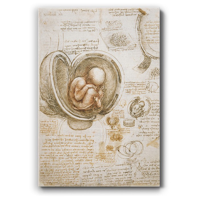 Πίνακας σε καμβά – Fetus in the Womb
