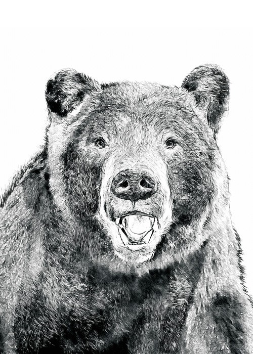 Αφίσα Poster Αρκούδα