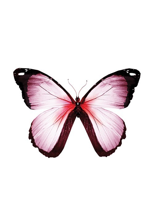 Αφίσα Poster Πεταλούδα