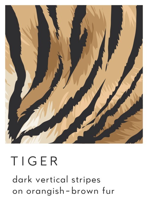  Αφίσα Poster Τίγρης
