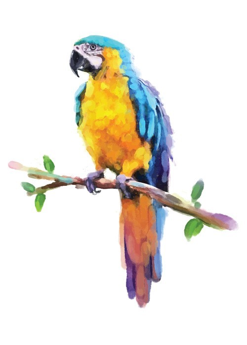  Αφίσα Poster Πολύχρωμος παπαγάλος