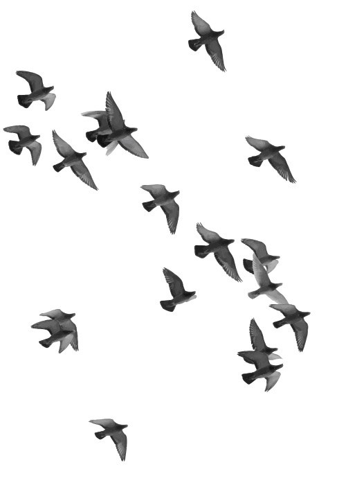  Αφίσα Poster Σμήνος πουλιών 