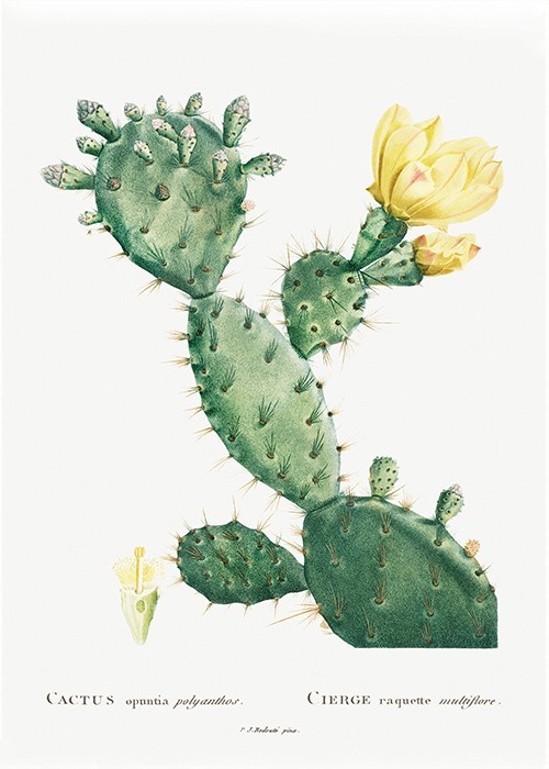 Αφίσα Poster Cactus