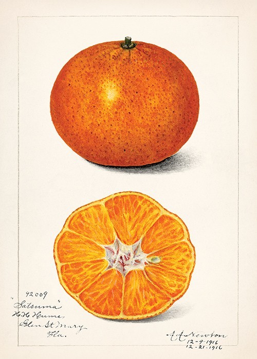 Αφίσα Poster Πορτοκάλι