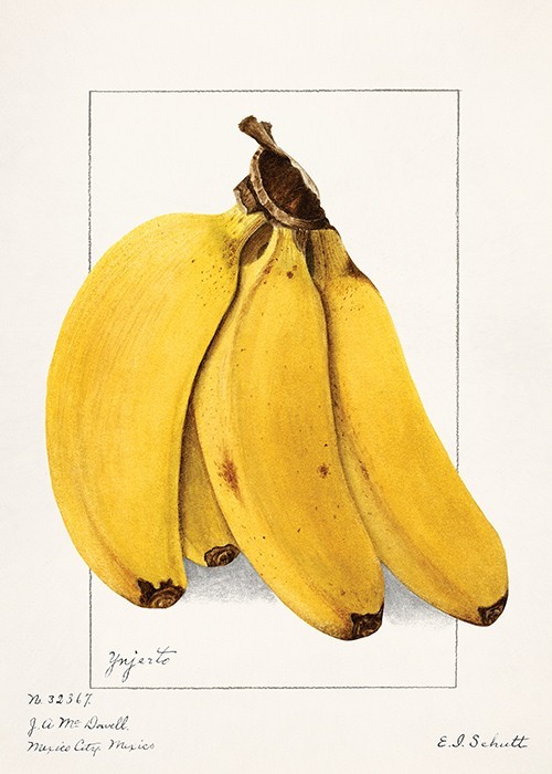 Αφίσα Poster Μπανάνες