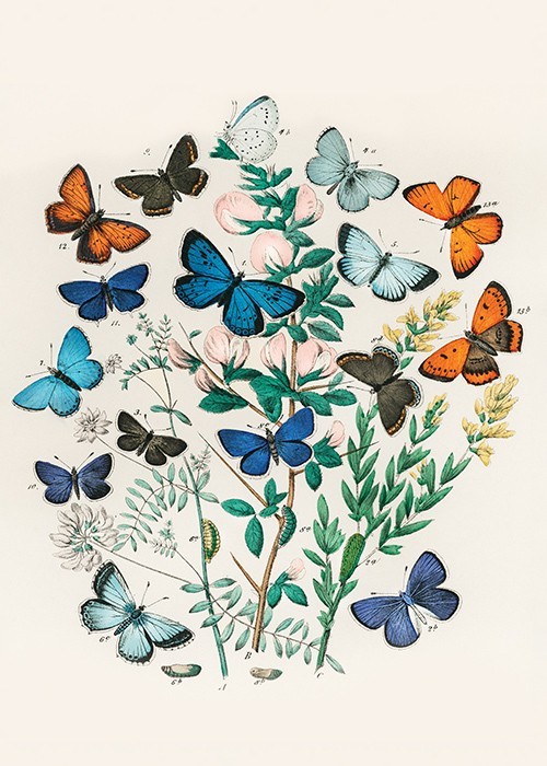 Αφίσα Poster Πολύχρωμες πεταλούδες 