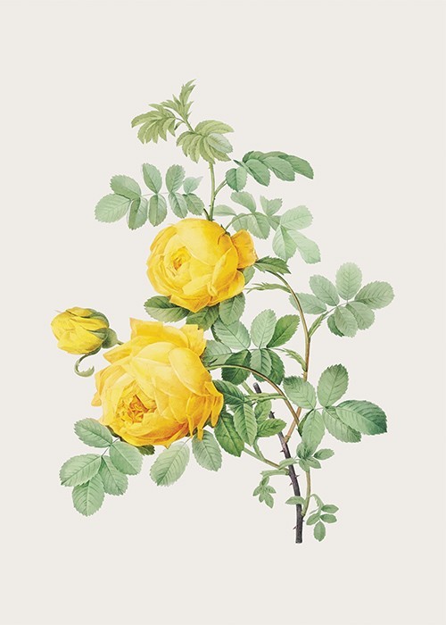 Αφίσα Poster Κίτρινα Τριαντάφυλλα