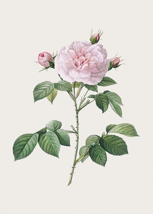 Αφίσα Poster Ροζ τριαντάφυλλο