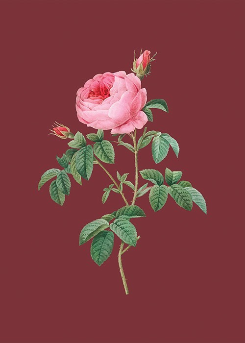 Αφίσα Poster Ροζ τριαντάφυλλο σε μπορντό φόντο