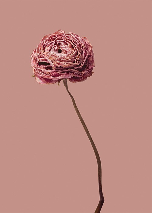 Αφίσα Poster Μαραμένο τριαντάφυλλο
