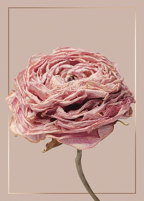 Αφίσα Poster Romantic Antike Roses