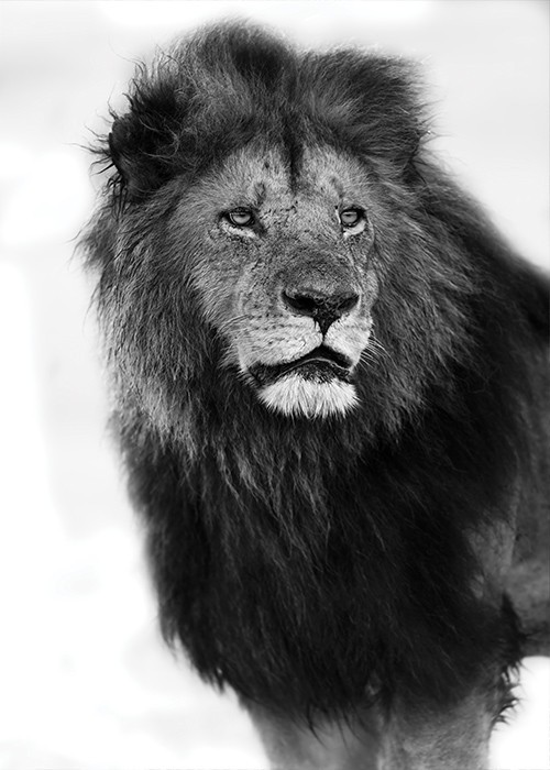 Λιοντάρι, ο βασιλιάς της ζούγκλας