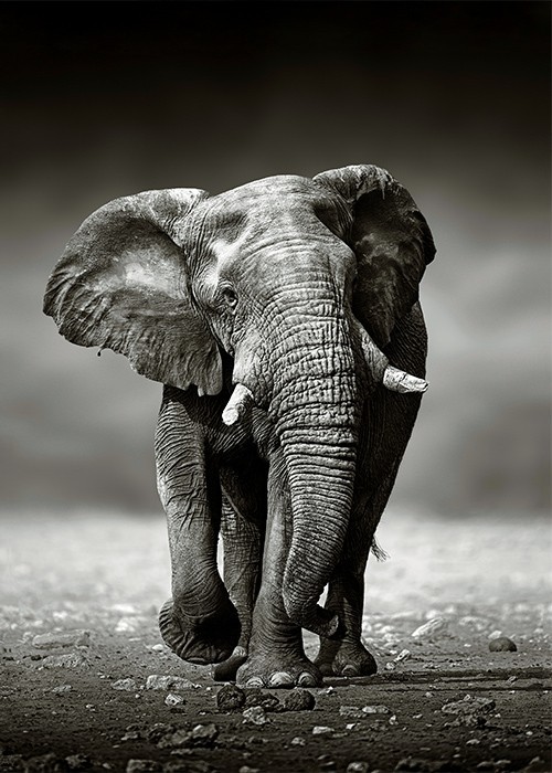 Ελέφαντας που τρέχει