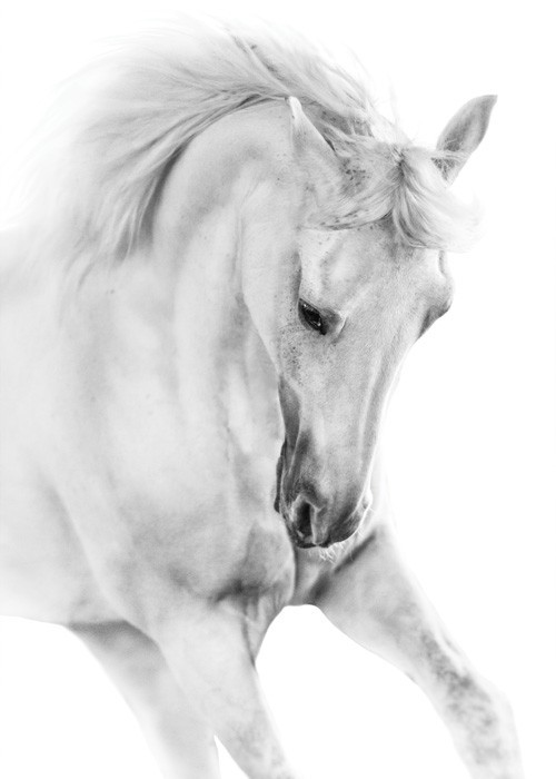 Άσπρο άλογο 2