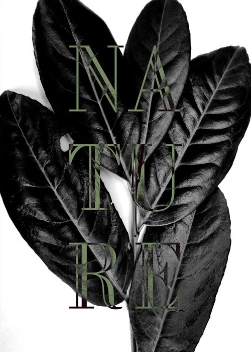  Αφίσα Poster Μαύρα φύλλα