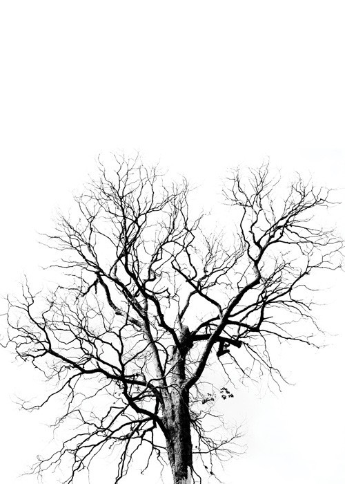  Αφίσα Poster Ξερό δέντρο σε λευκό φόντο