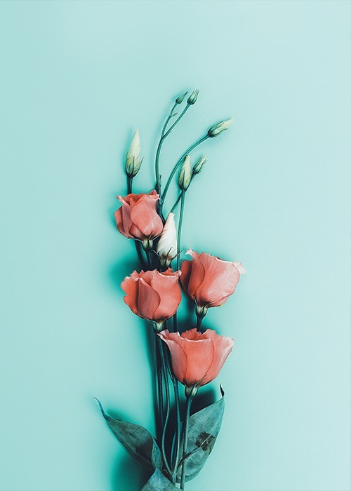 Αφίσα Poster Ροζ τριαντάφυλλα με μπουμπούκια