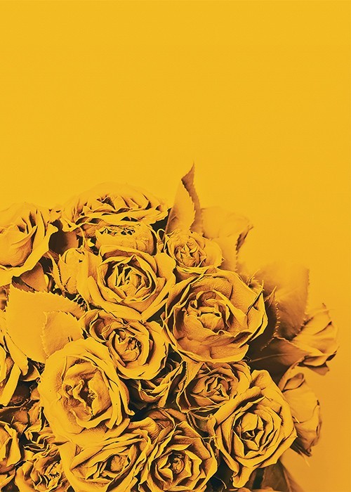 Αφίσα Poster Κίτρινα τριαντάφυλλα