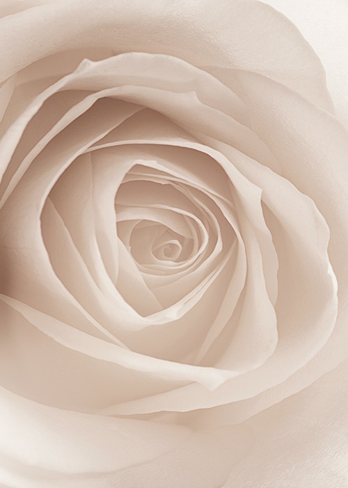 Αφίσα Poster Άσπρο τριαντάφυλλο