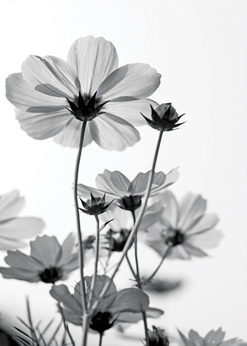 Αφίσα Poster Ασπρόμαυρο λουλούδι